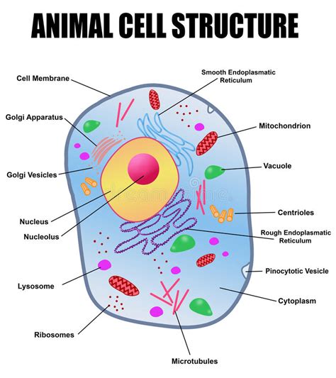 Celula Animal Animada Anatomía Animal De La Célula Ilustración Del