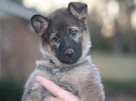 We hope you consider us when looking for a quality import or a puppy. Puppies,NorrisNK9 Shepherds,Alabama German Shepherds ...