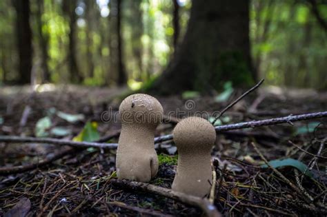 Wild Mushrooming Picking In The Forest Stock Image Image Of Eating