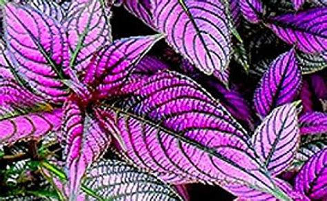 Most Beautiful Foliage Plants For Your Home Garden