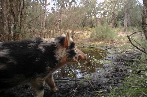 Model Code Of Practice For The Humane Control Of Feral Pigs Pestsmart