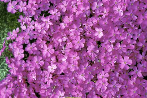 Pink Creeping Phlox