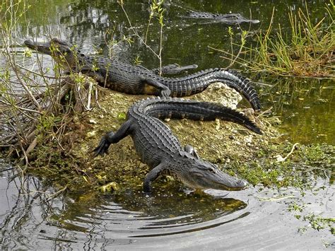 Usa Florida Everglades Alligator Juzaphoto