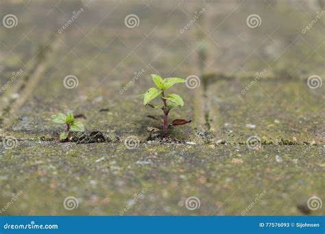 Small Plant Growing Between Bricks Stock Image Image Of Green Weed
