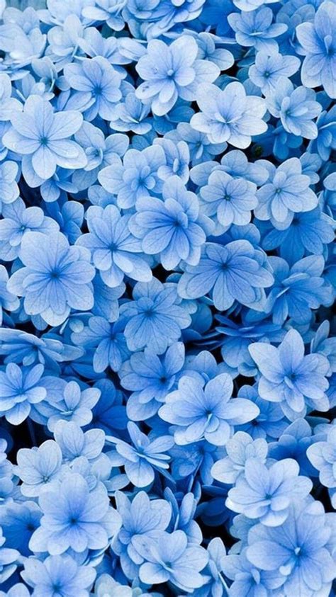 Blue Flowers Phone Wallpapers Top Free Blue Flowers Phone Backgrounds