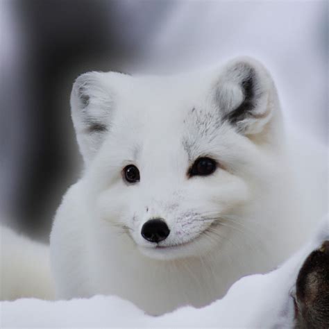 Exploring The Arctic Fox Habitat Adaptations And Survival Strategies