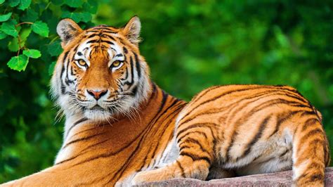 Nature Animals Tiger Big Cats Wallpapers Hd Desktop And Mobile