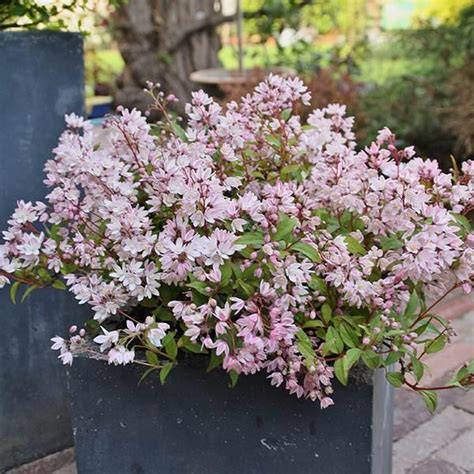 Deutzia Yuki Cherry Blossom Pot C3l Central Jardin