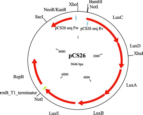 Pcs26 Map The Lux Operon Luxcdabe And The Cloning Sites Upstream To