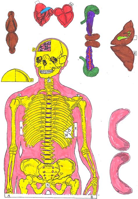 Esqueleto Humano Para Recortar Atividades Para Colorir