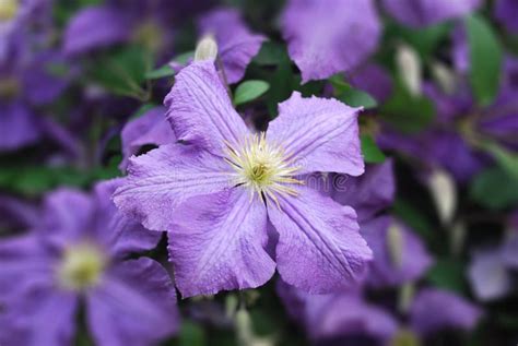 A Climbing Vine Of Purple Clematis Flowers Stock Photo Image Of