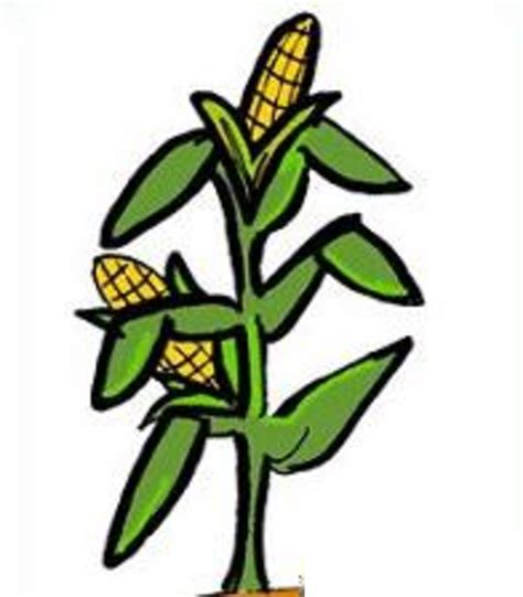 Corn Stalk Image Clip Art At Vector Clip Art Online
