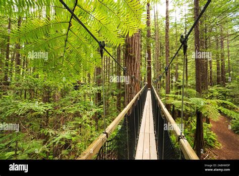 Treewalk Through Forest Of Tree Ferns And Giant Redwoods In