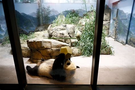 Giant Panda Mei Xiang Gives Birth To Cub At Us Zoo Xinhua English