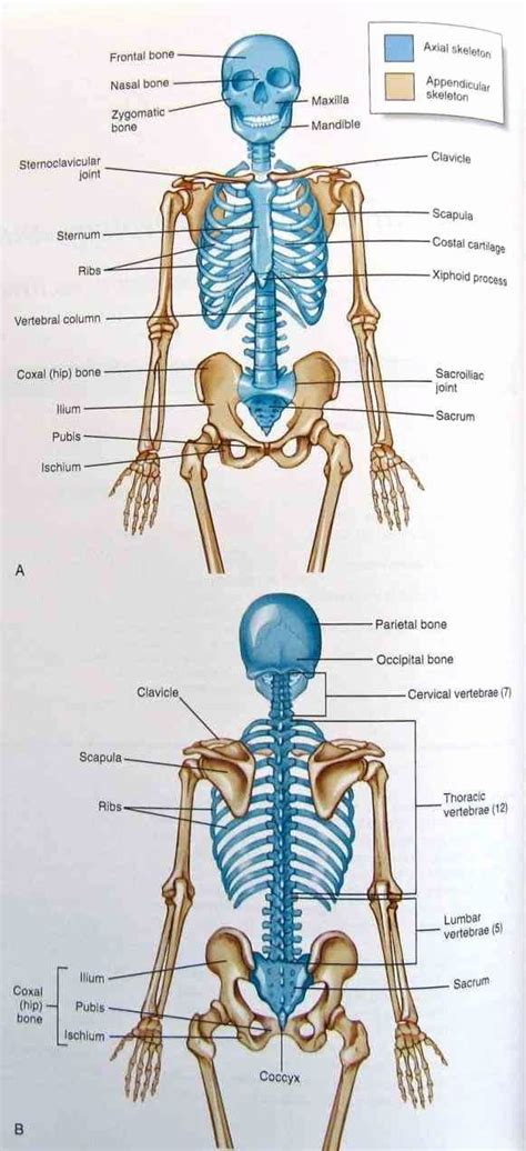 Appendicular Skeleton Worksheet Answers New Anatomy Appendicular