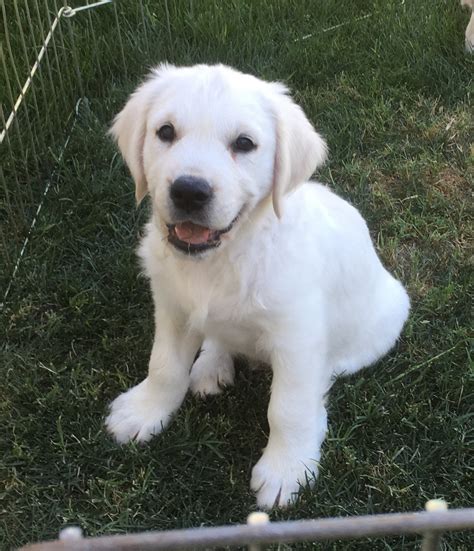 This is the price you can expect to budget for a golden retriever with papers but without breeding rights nor show quality. Golden Retriever Puppies For Sale | Phoenix, AZ #274743
