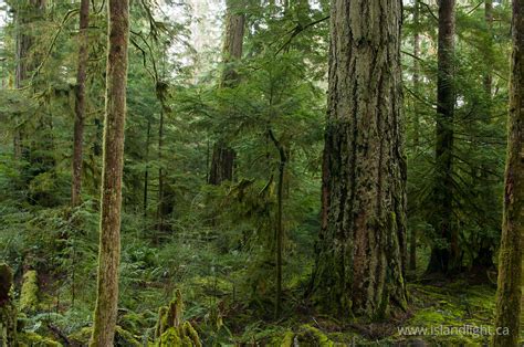 Old Growth Douglas Fir ~ Forest Free Picture From Cortes Island British