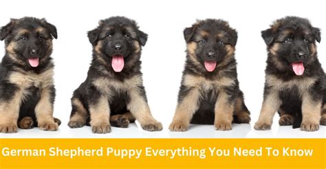 German Shepherd Puppy Everything You Need To Know Petshubpk
