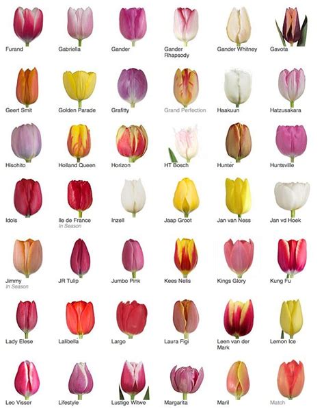 Tulip Varieties Types Of Tulips Tulips Garden Types Of Flowers