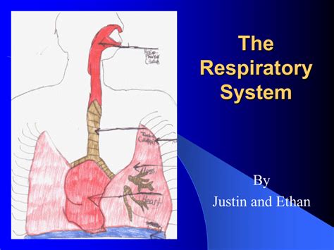 Powerpoint Presentation The Respiratory System