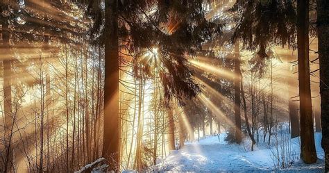 Sunbeams In The Woods Winter Sun Forest Snow Hd Wallpaper Pxfuel