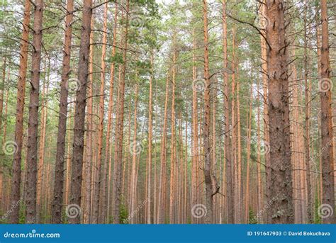 Pine Tree Forest In Vyborg District On The Border Of Russia And Finland