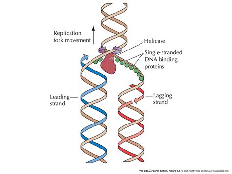 replication fork dna replication diagram labeled diagram media