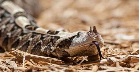 The 12 Largest Venomous Snakes In The World A Z Animals
