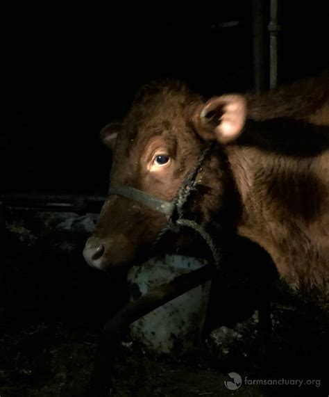 Four Calves Rescued From The Dairy Industry Find Sanctuary Farm Sanctuary