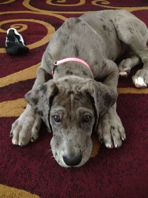 25 Cute Pictures Of Merle Great Danes The Paws