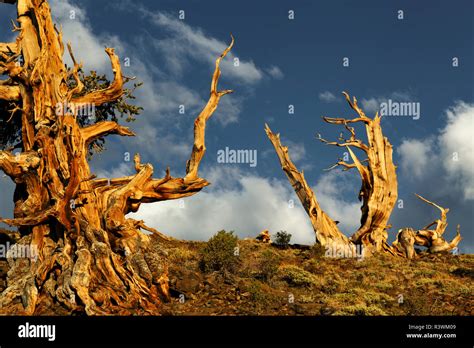 Ancient Bristlecone Pine Tree At Sunset White Mountains Inyo County