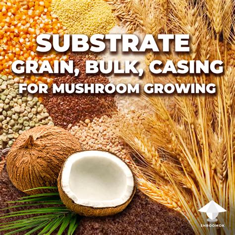 Choose And Prepare Substrate For Magic Mushrooms