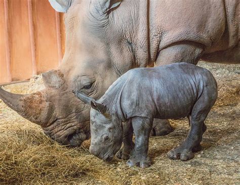 Baby Southern White Rhino Born At Nc Zoo Increasing The Size Of The