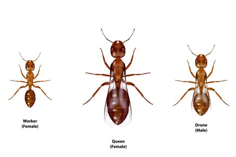 Cómo llega una hormiga a ser reina My Animals
