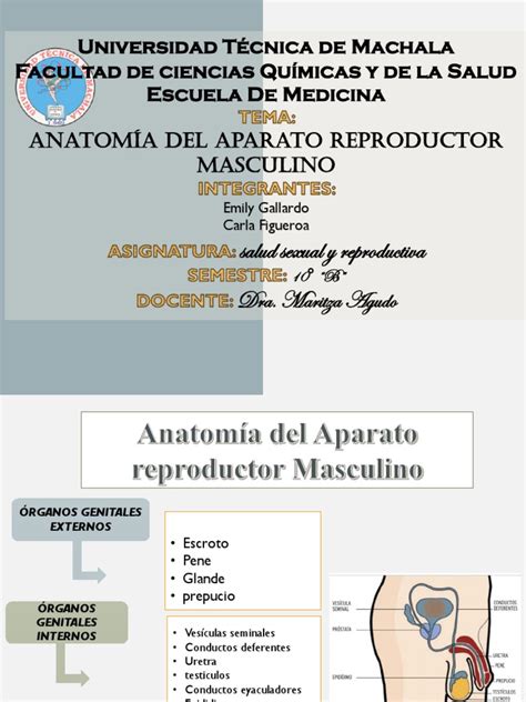 Anatomia Del Aparato Reproductor Femenino Y Masculino Pdf Semen