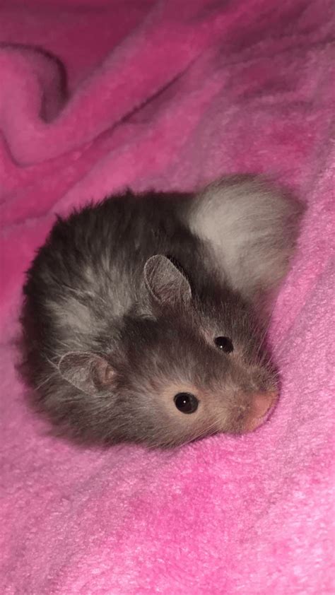 Teddy Bear Hamster Rodents For Sale Hillsboro Ky 257827