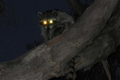 Nocturnal Animals In Florida 9 Species With Pictures Wildlife Informer