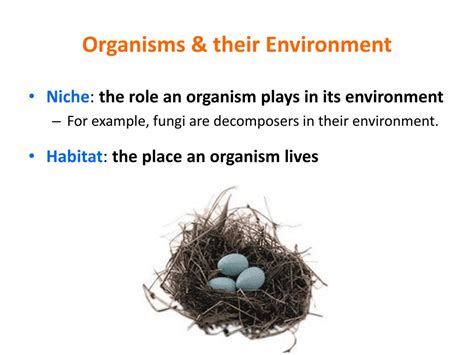 Ppt Ecology Powerpoint Presentation Free Download Id2416194