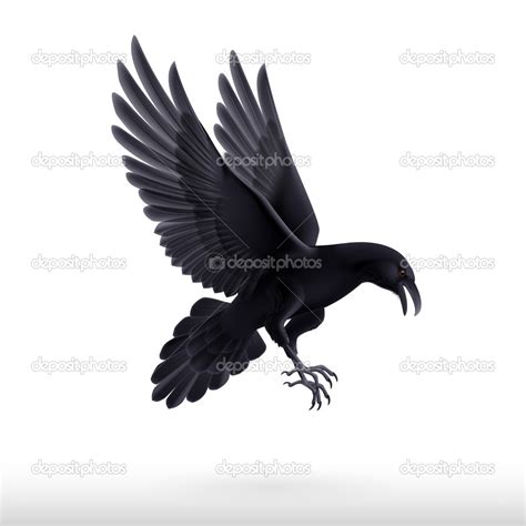 Black Raven Stock Photo By ©dvargg 47394145