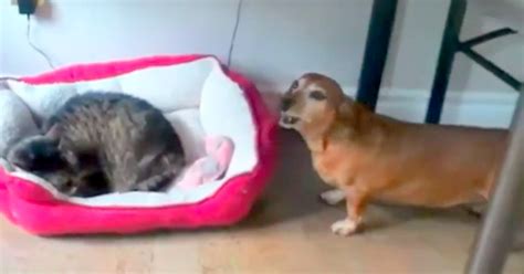 Cat Steals This Dogs Bed Poor Dogs Reaction Has Us Rolling With Laughter