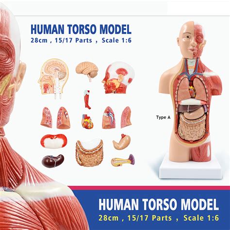 28cm Muscular Human Torso Model Detachable Anatomy Anatomical Internal