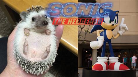 Sonic Hedgehog Real Life