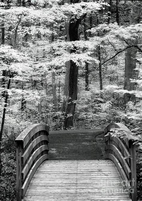 The Footbridge And The Tree Photograph By Mike Nellums Fine Art America