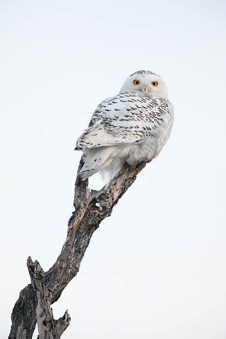 Snow Ghost Snowy Owl Bubo Scandiacus Horicon Marsh Horicon