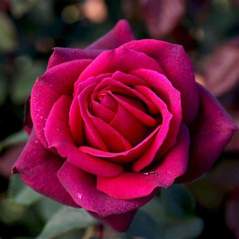 Dark Desire 3ft 90cm Standard Rose Potted Roses Victoria