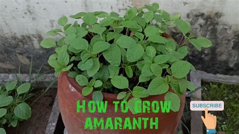 How To Grow Amaranth Greens At Home Growing Amaranth From Seeds