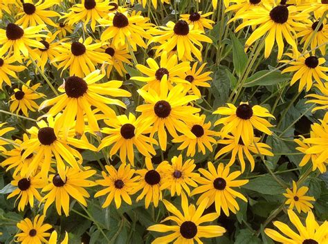 Purple Coneflowers Black Eyed Susans And Michaelmas Daisies Dengarden