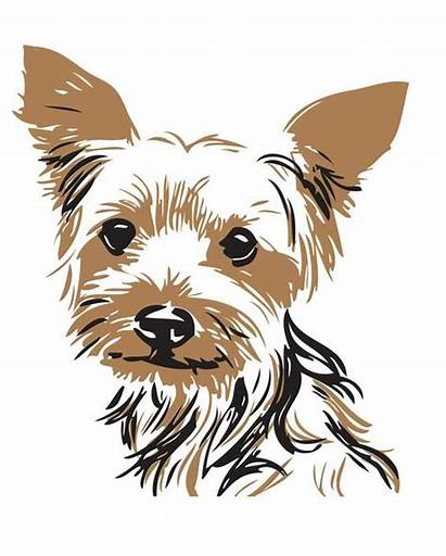 Yorkie Dog Yorkies Yorkshire Terrier Drawing Puppy