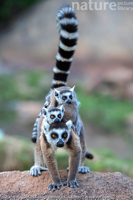 Nature Picture Library Ring Tailed Lemur Lemur Catta Female Carrying