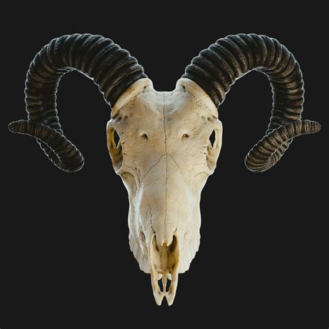 Goat Skull Drawing Reference Skull Shaman Viking Horned Costume Mask